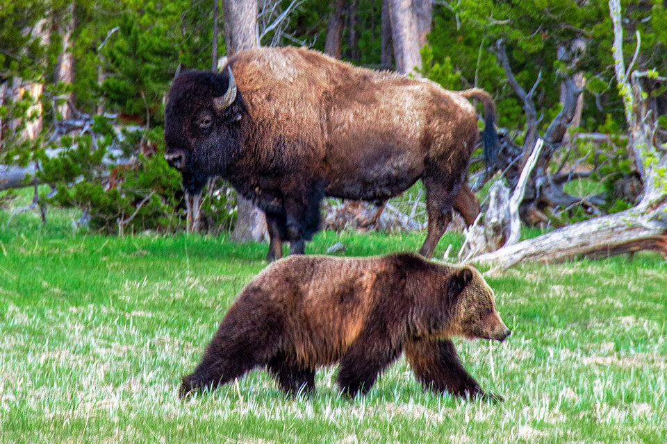 A bison apparently standing on a bear
